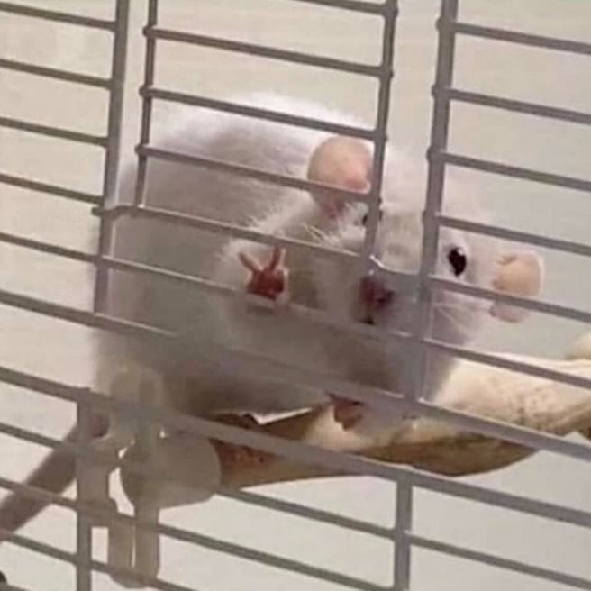 몬타