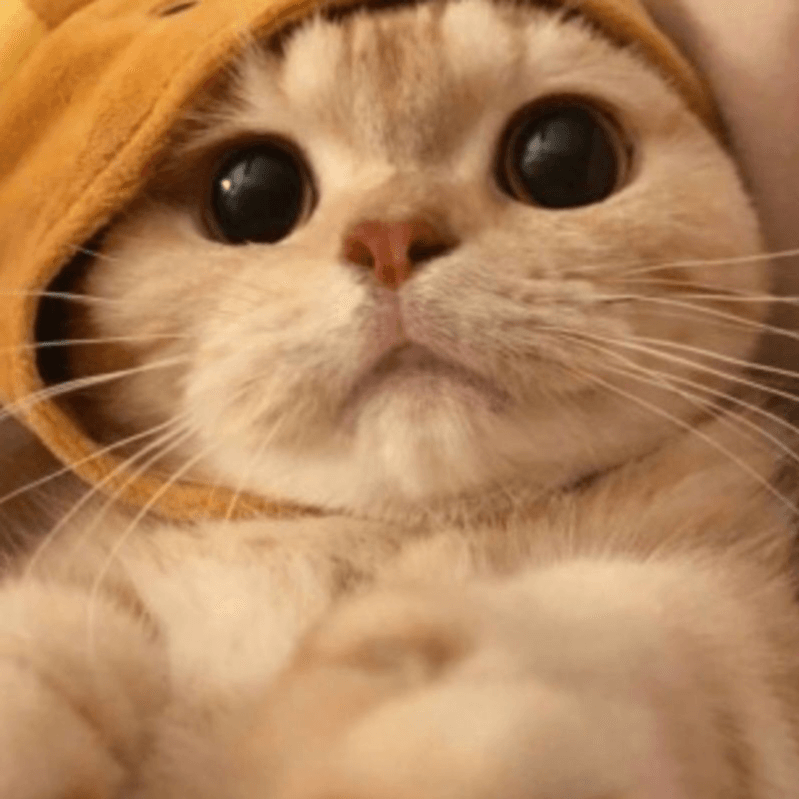 meow